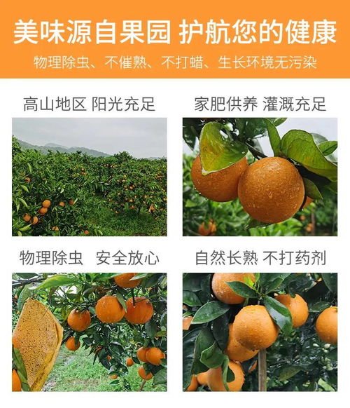 湖南秭歸夏橙與柚子，新鮮果香直送您家